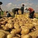 لبنان| مزارعو البطاطا في عكار يحذّرون من إغراق السوق بالاستيراد ويطالبون بتدخّل رسمي عاجل